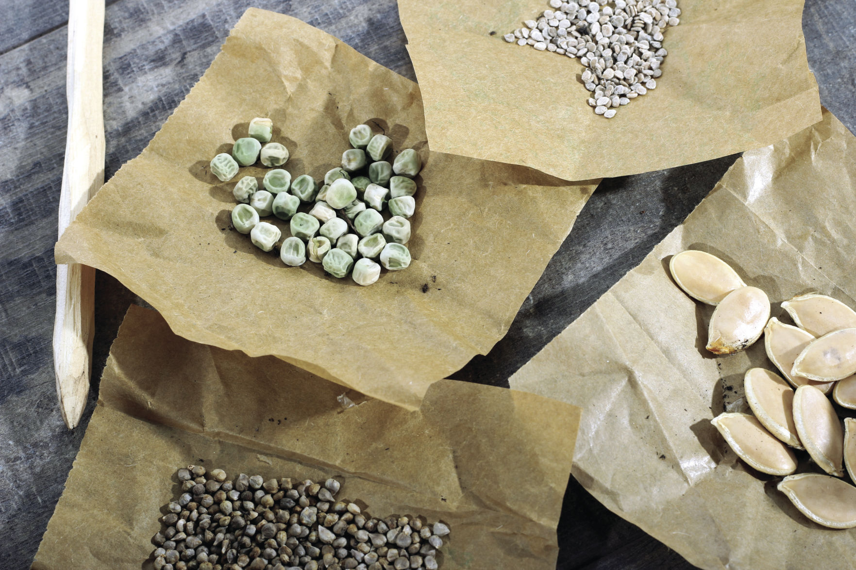 If you’re a starter seed-saver, what’s the easiest plant to start with?